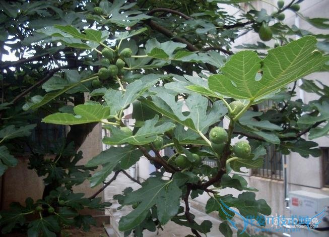 无花果树图片 无花果树图片