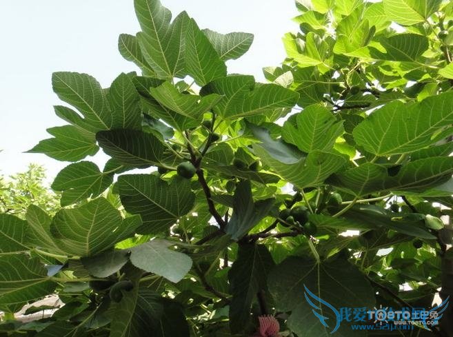 无花果树图片 无花果树图片