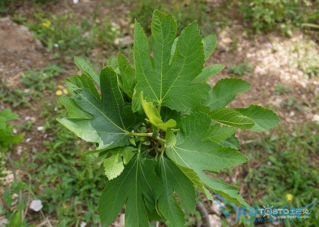 无花果树图片 无花果树图片
