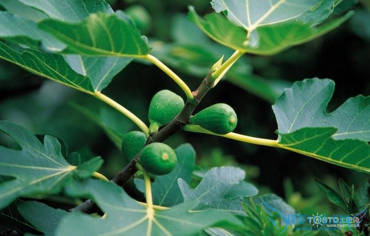 无花果树图片 无花果树图片