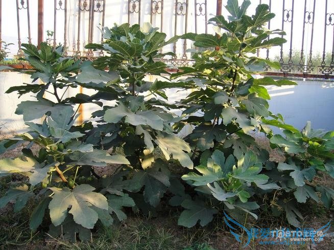 无花果树图片 无花果树图片