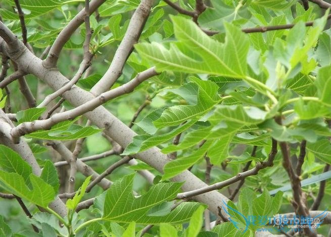 无花果树图片 无花果树图片