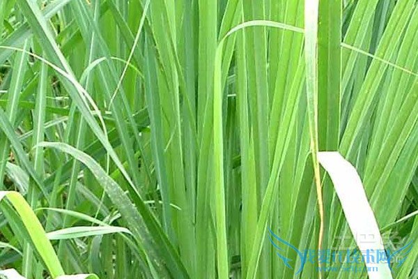 柠檬香茅种植 柠檬香茅种植