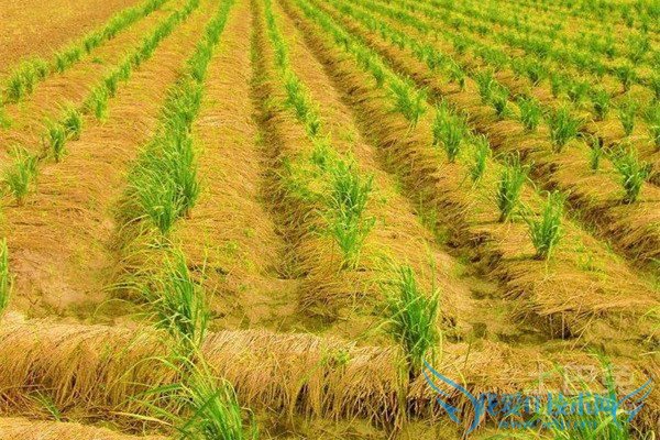 柠檬香茅种植 柠檬香茅种植