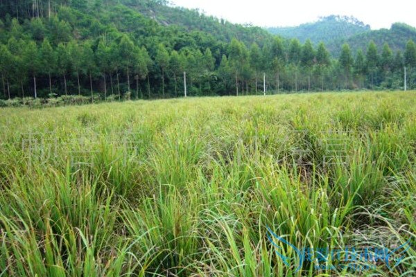 柠檬香茅种植 柠檬香茅种植