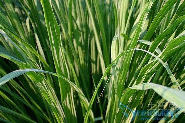柠檬香茅种植 柠檬香茅种植