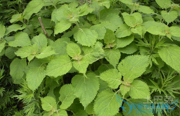 冬凌草茶的功效与作用