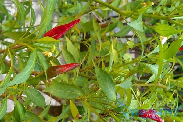 指天椒品种