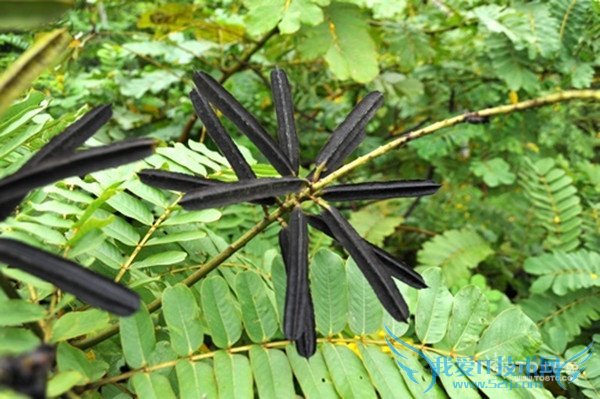 山楂决明子茶 山楂决明子茶