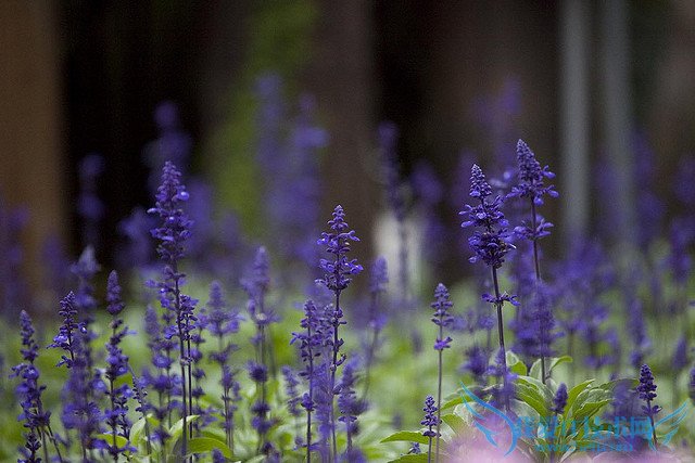 ޹²ʲôʱ򿪻 ޹²ݿͼƬ