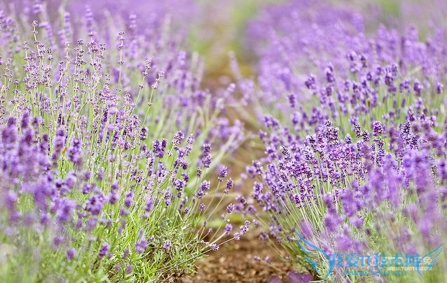 ޹²ʲôʱ򿪻 ޹²ݿͼƬ