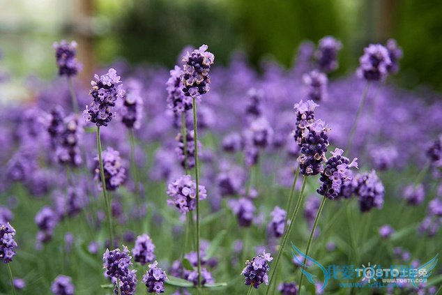 ޹²ʲôʱ򿪻 ޹²ݿͼƬ