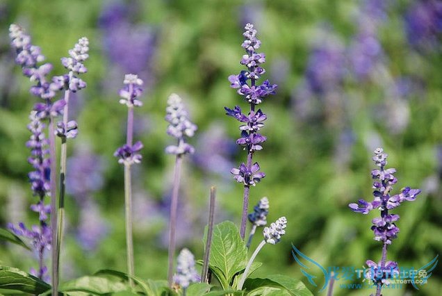 ޹²ʲôʱ򿪻 ޹²ݿͼƬ