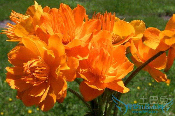 金莲花茶的功效与作用