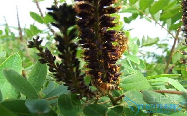 紫穗槐价格 紫穗槐价格