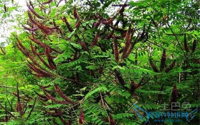 紫穗槐价格 紫穗槐价格