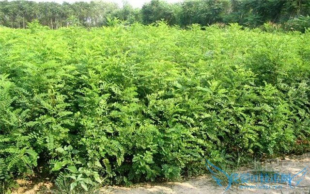 紫穗槐价格 紫穗槐价格