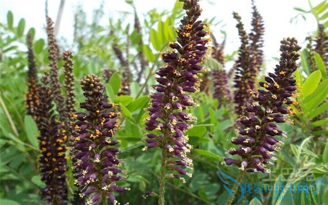 紫穗槐价格 紫穗槐价格