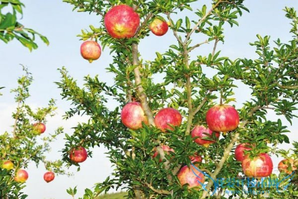 石榴树苗种植 石榴树苗种植