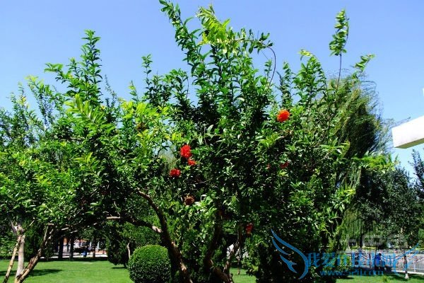 石榴树苗种植 石榴树苗种植