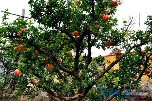 石榴树苗种植 石榴树苗种植