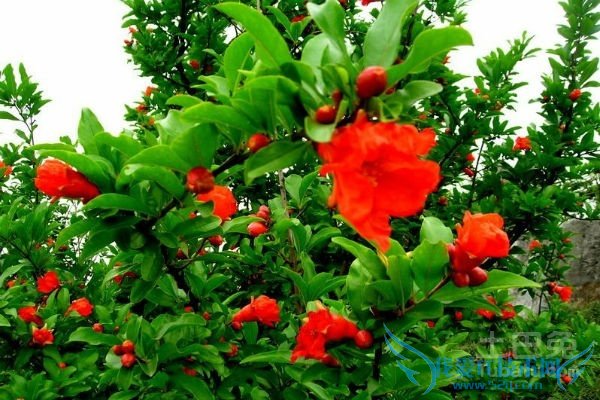 石榴树苗种植 石榴树苗种植