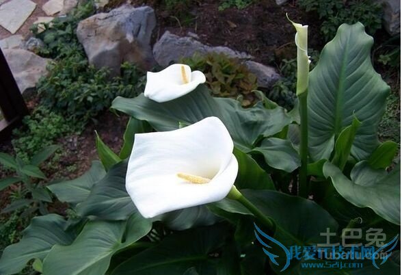 独角莲的功效与作用 独角莲的功效与作用