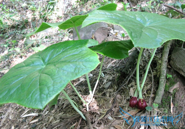 独角莲的功效与作用 独角莲的功效与作用