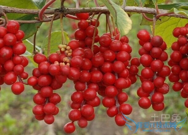 南五味子与北五味子的区别