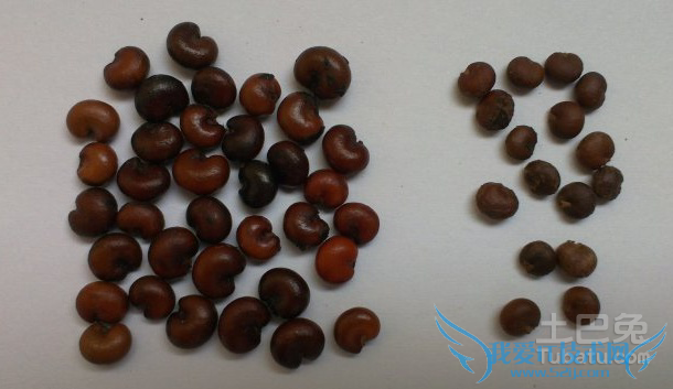 南五味子与北五味子的区别