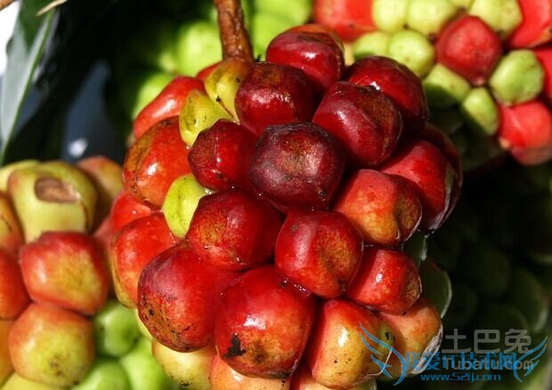 南五味子与北五味子的区别