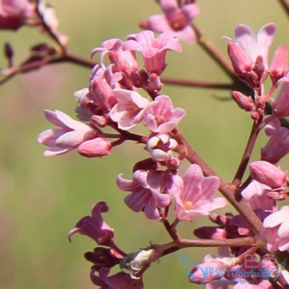 罗布麻怎么吃 罗布麻怎么吃