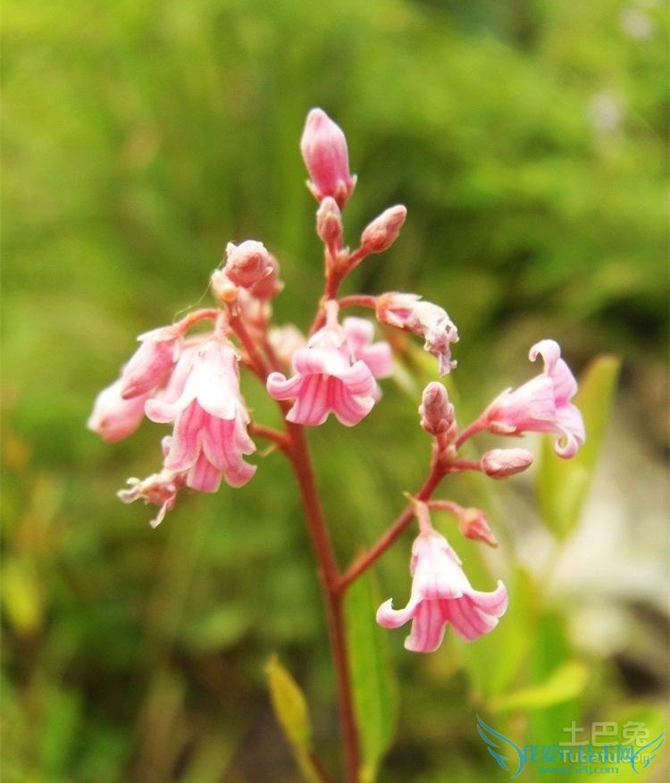 罗布麻怎么吃 罗布麻怎么吃