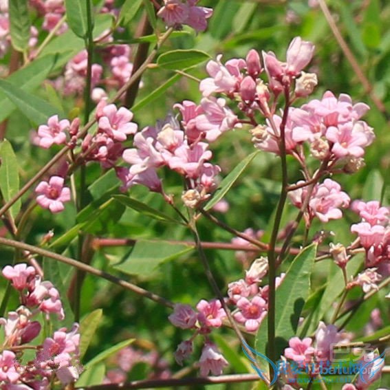 罗布麻怎么吃 罗布麻怎么吃