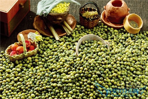 绿豆怎么种 绿豆怎么种