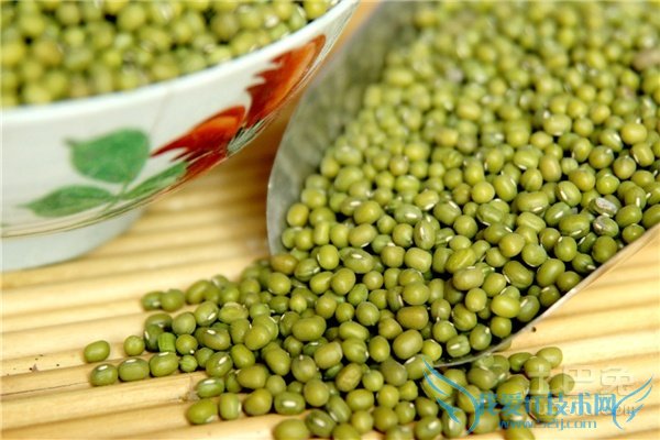 绿豆怎么种 绿豆怎么种