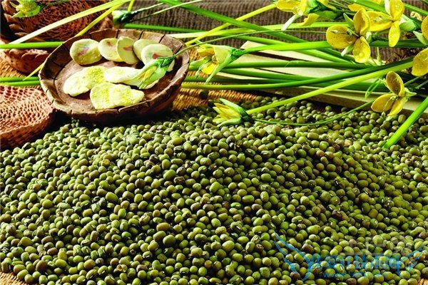 绿豆怎么种 绿豆怎么种
