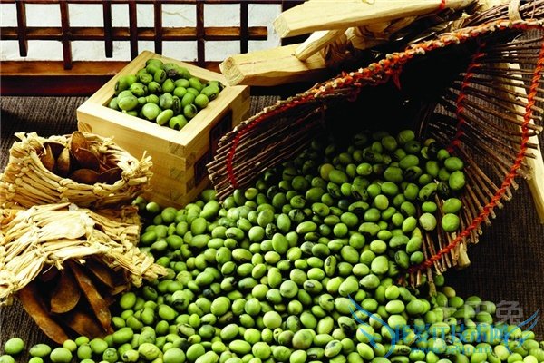 绿豆怎么种 绿豆怎么种