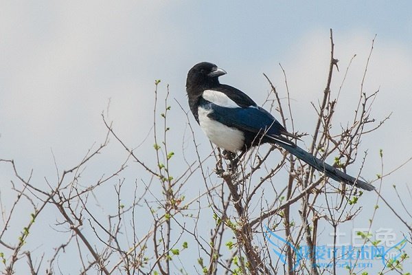 喜鹊叫吉凶