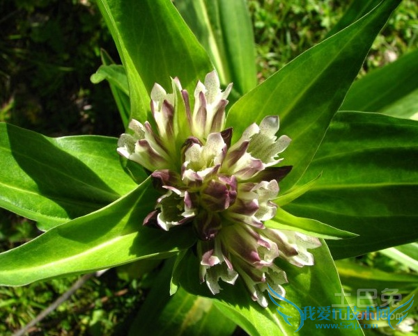 秦艽的功效与作用