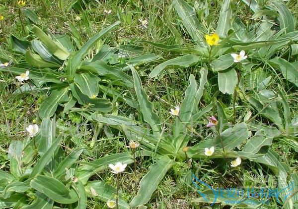 秦艽的功效与作用