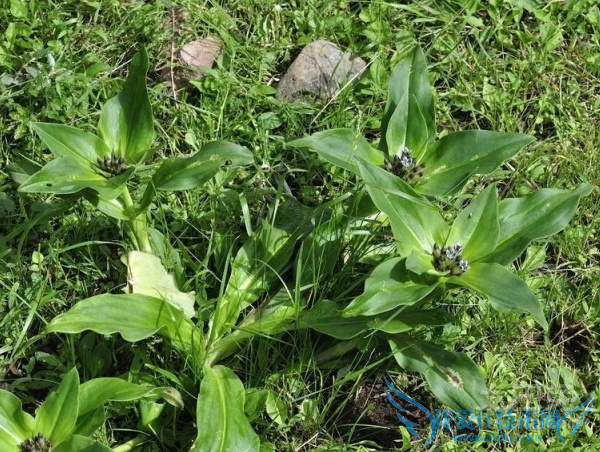 秦艽的功效与作用