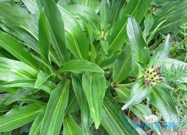 秦艽的功效与作用