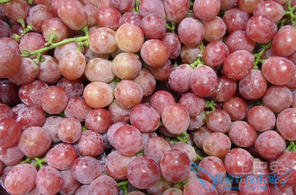 红提葡萄的管理技术
