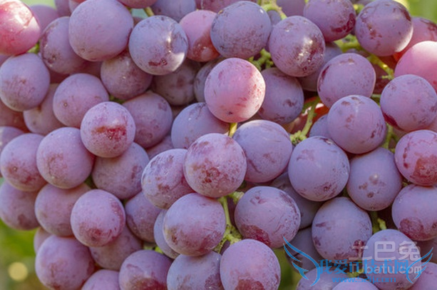 红提葡萄的管理技术
