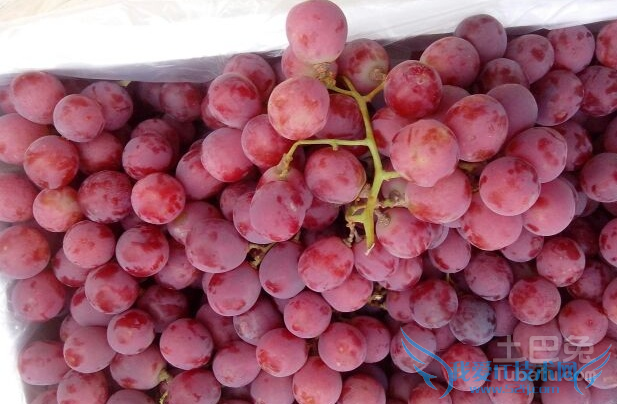 红提葡萄的管理技术