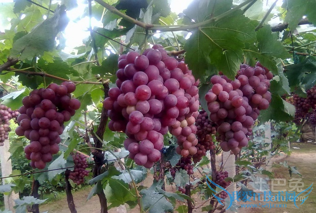 红提葡萄的管理技术