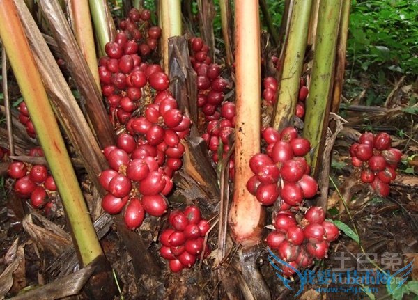 草果是什么 草果是什么