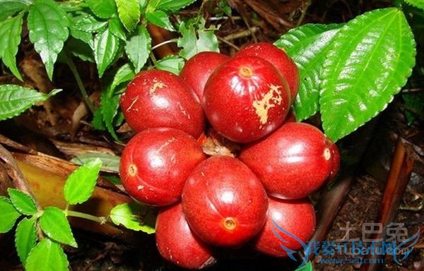 草果是什么 草果是什么