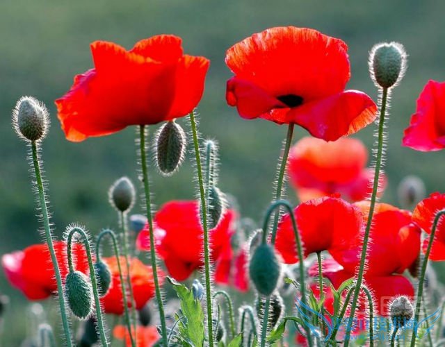 虞美人花图片 虞美人花图片